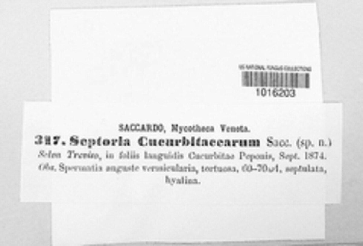 Septoria cucurbitacearum image